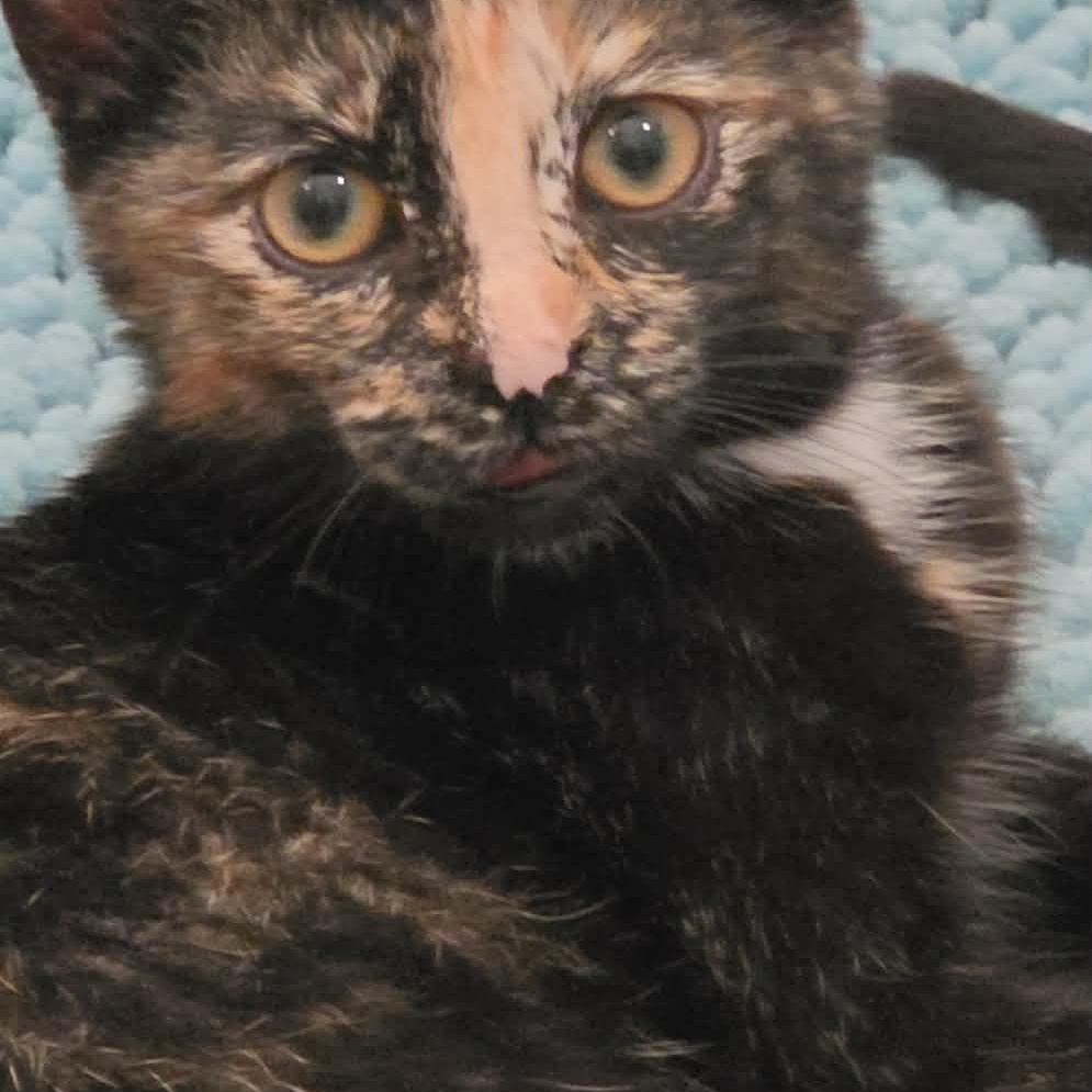 Enlarge Gloria and Licky (f) 5mths torties, a Adoptable mixed breed in Ottawa, ON image 6/6