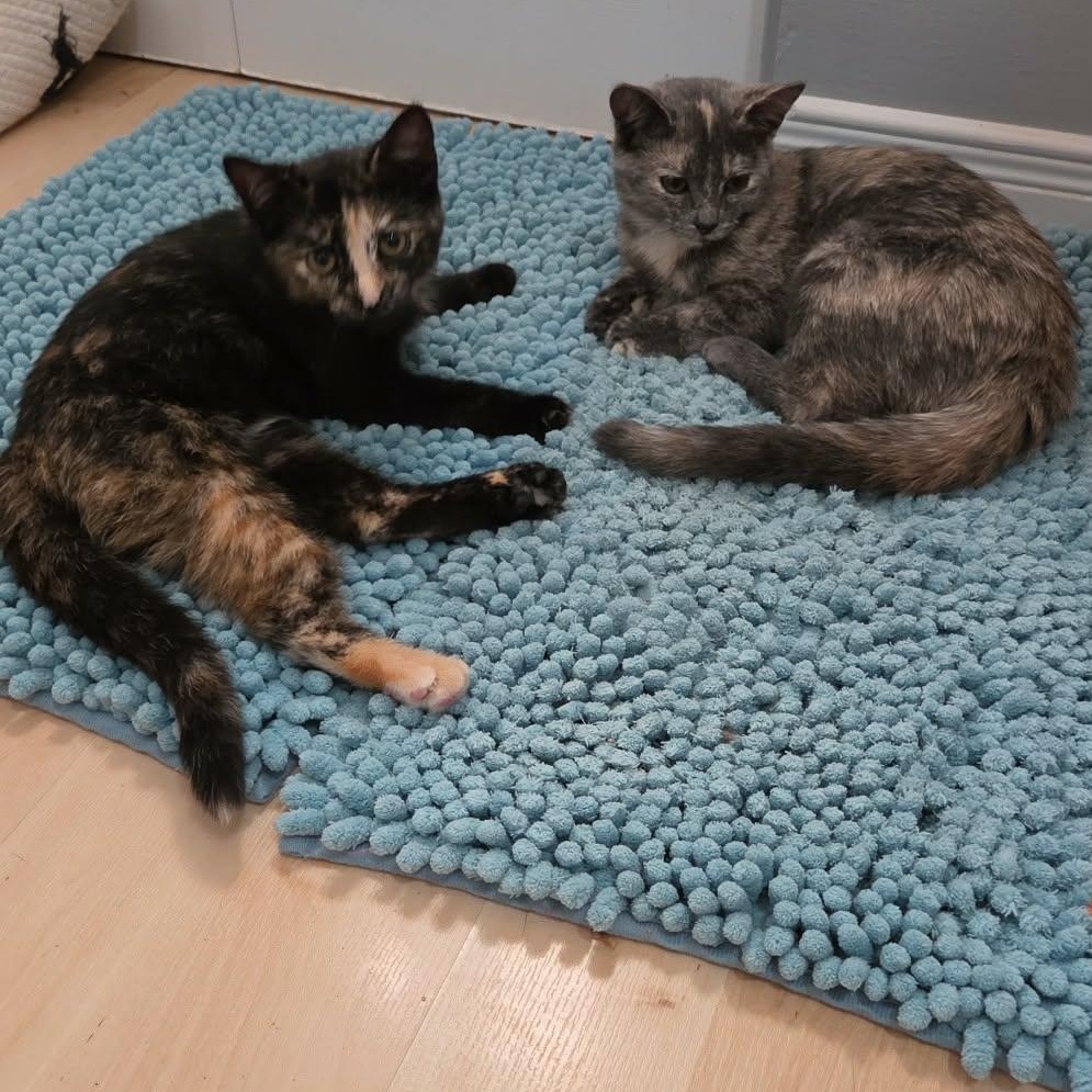 Enlarge Gloria and Licky (f) 5mths torties, a Adoptable mixed breed in Ottawa, ON image 2/6