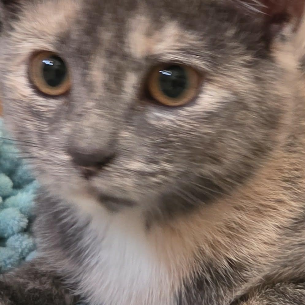 Enlarge Gloria and Licky (f) 5mths torties, a Adoptable mixed breed in Ottawa, ON image 4/6