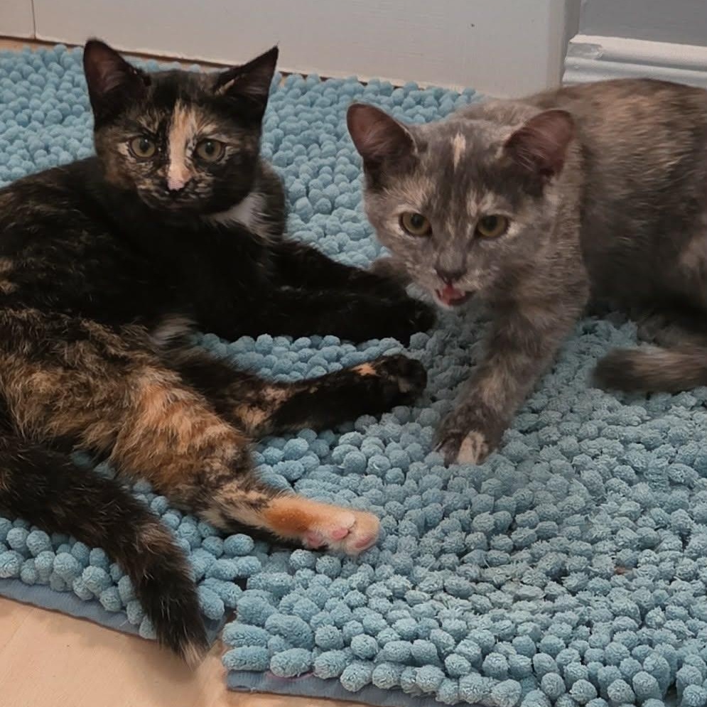Enlarge Gloria and Licky (f) 5mths torties, a Adoptable mixed breed in Ottawa, ON image 1/6