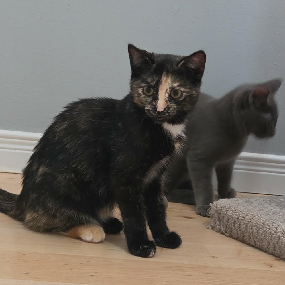 Enlarge Gloria and Licky (f) 5mths torties, a Adoptable mixed breed in Ottawa, ON image 5/6