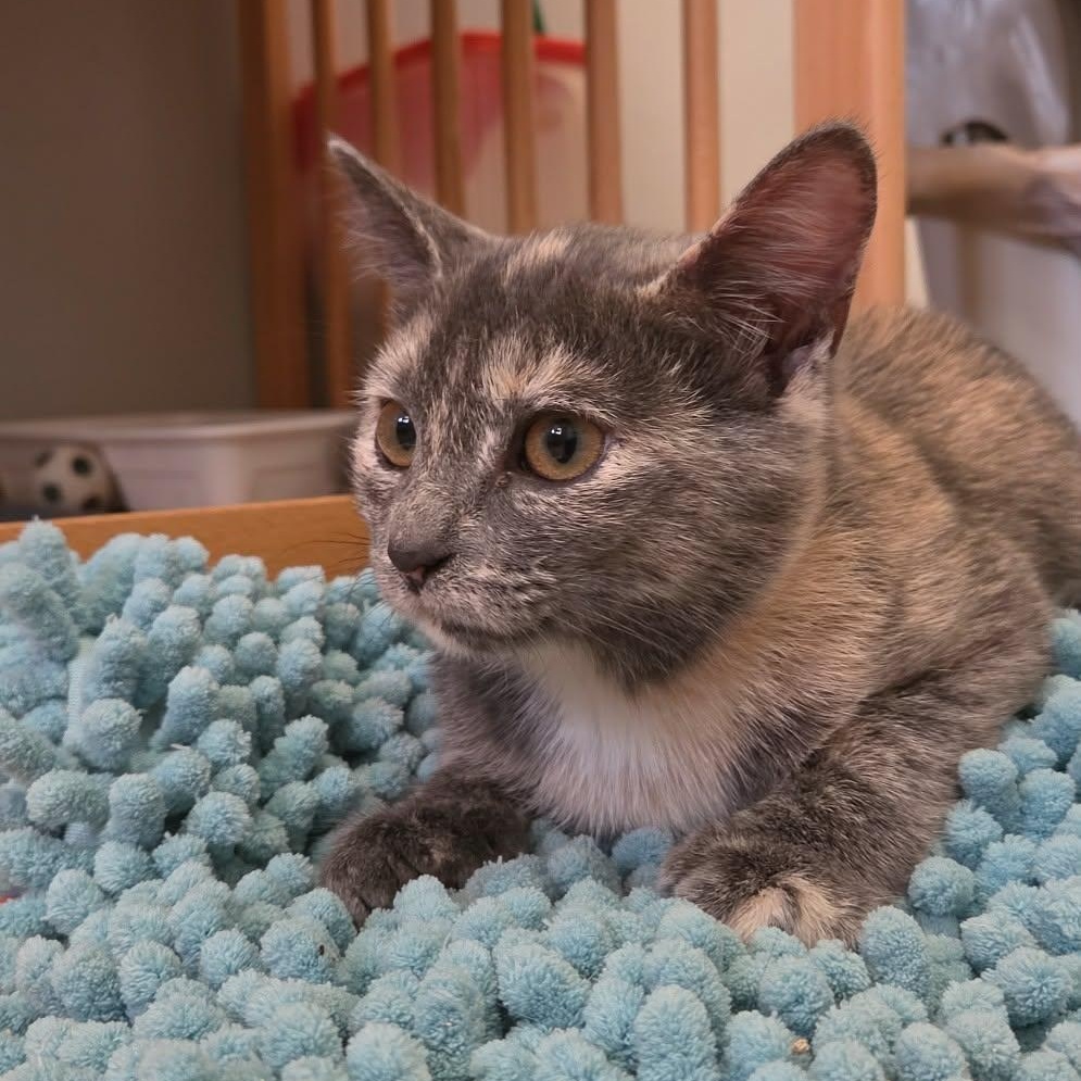 Enlarge Gloria and Licky (f) 5mths torties, a Adoptable mixed breed in Ottawa, ON image 3/6