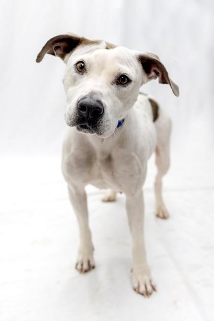 Enlarge Lily, a ADOPTABLE mixed breed in Conway, AR image 1/1