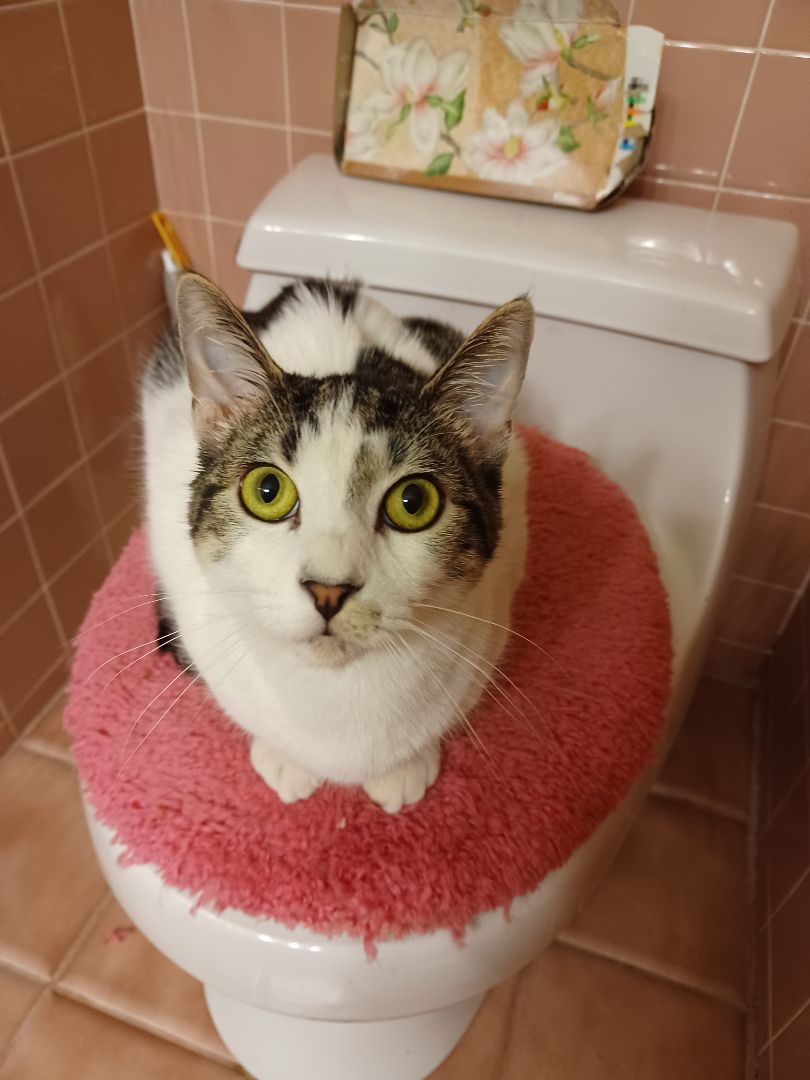 Warin, Adoptable, Adult Male Domestic Short Hair.