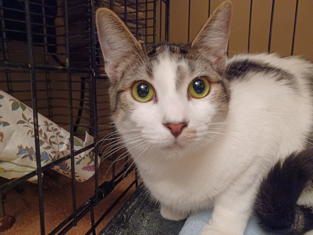 Warin, a Adoptable Domestic Short Hair in Orange, CA image 2/3