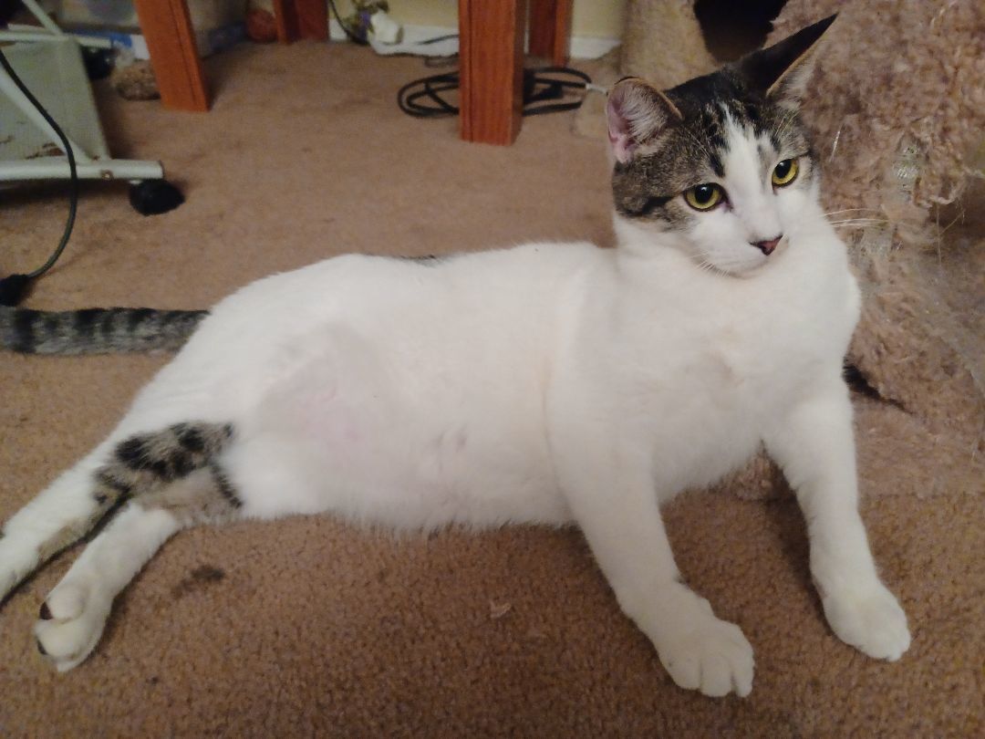 Warin, a Adoptable Domestic Short Hair in Orange, CA image 3/3