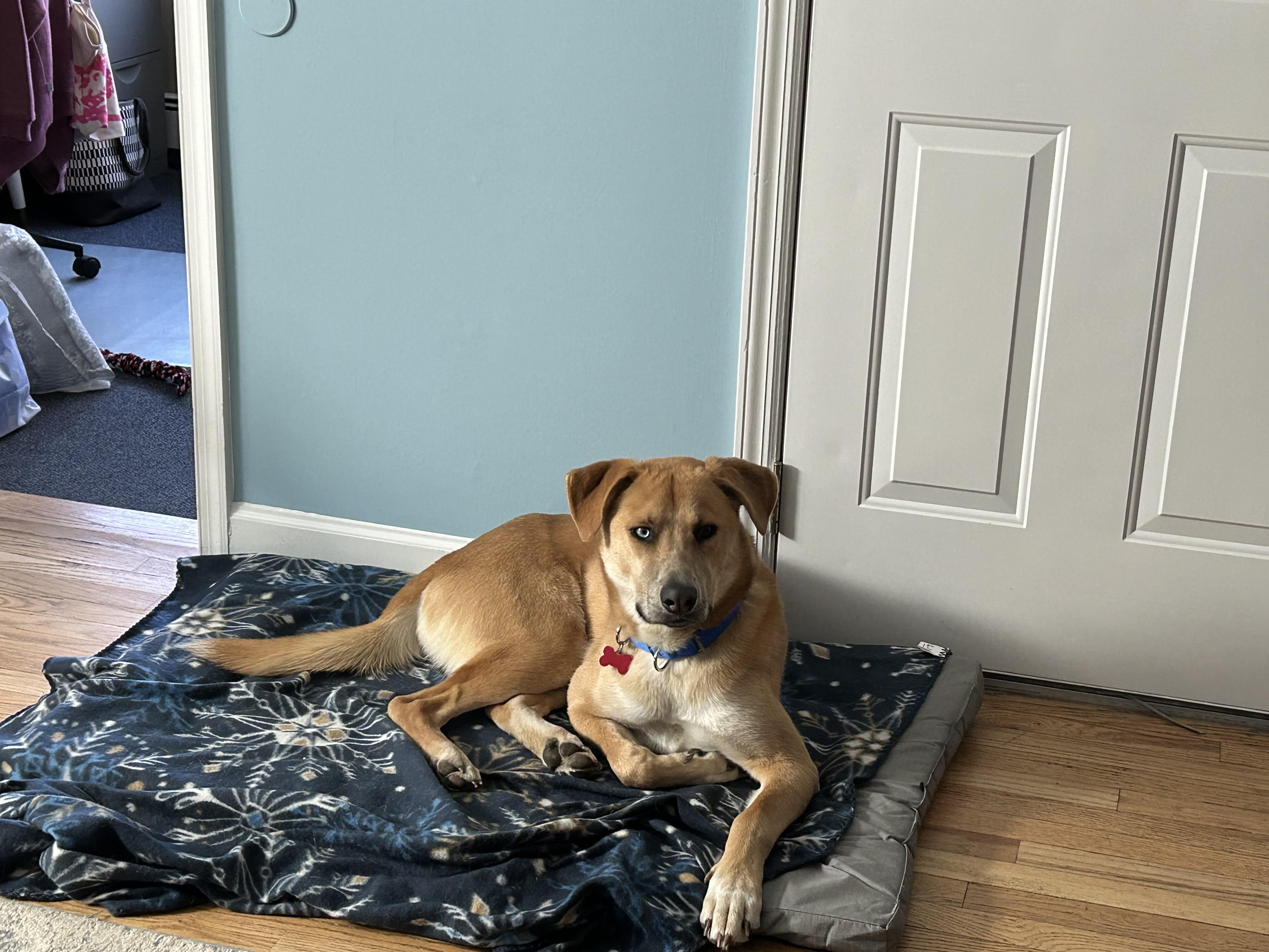 Noodle, a Adoptable mixed breed in Succasunna, NJ image 1/6