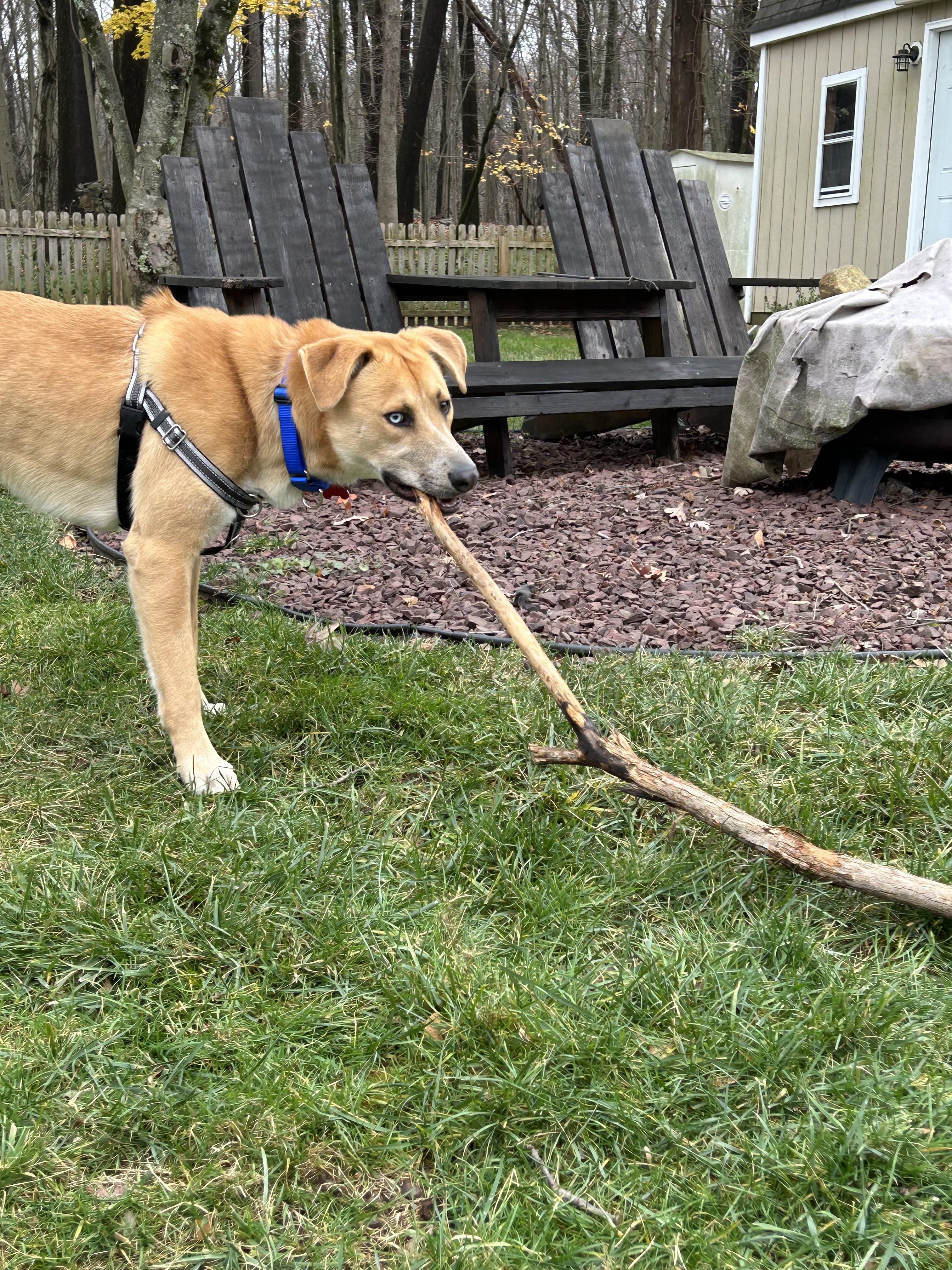 Noodle, a Adoptable mixed breed in Succasunna, NJ image 2/6