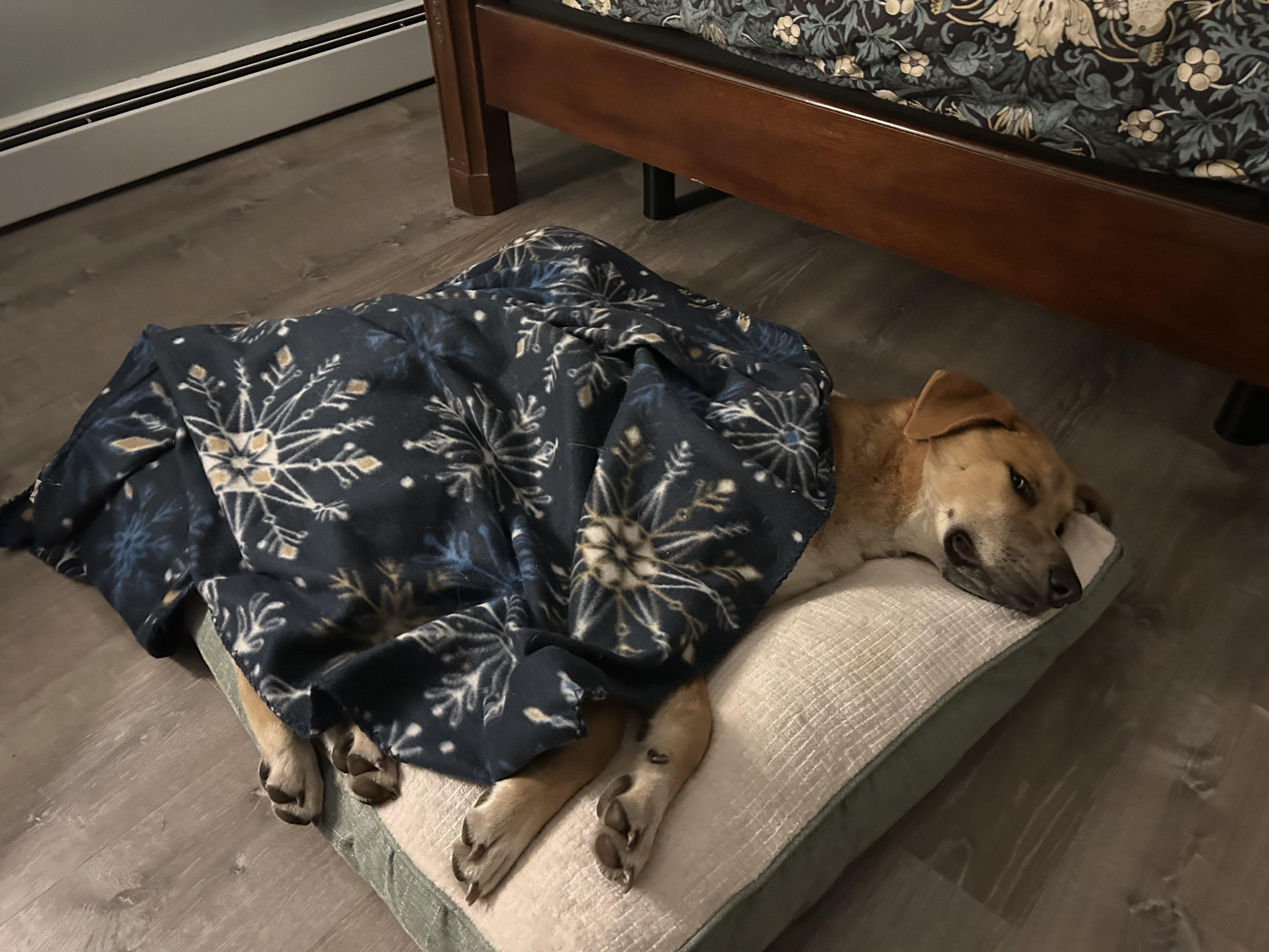 Noodle, a Adoptable mixed breed in Succasunna, NJ image 3/6