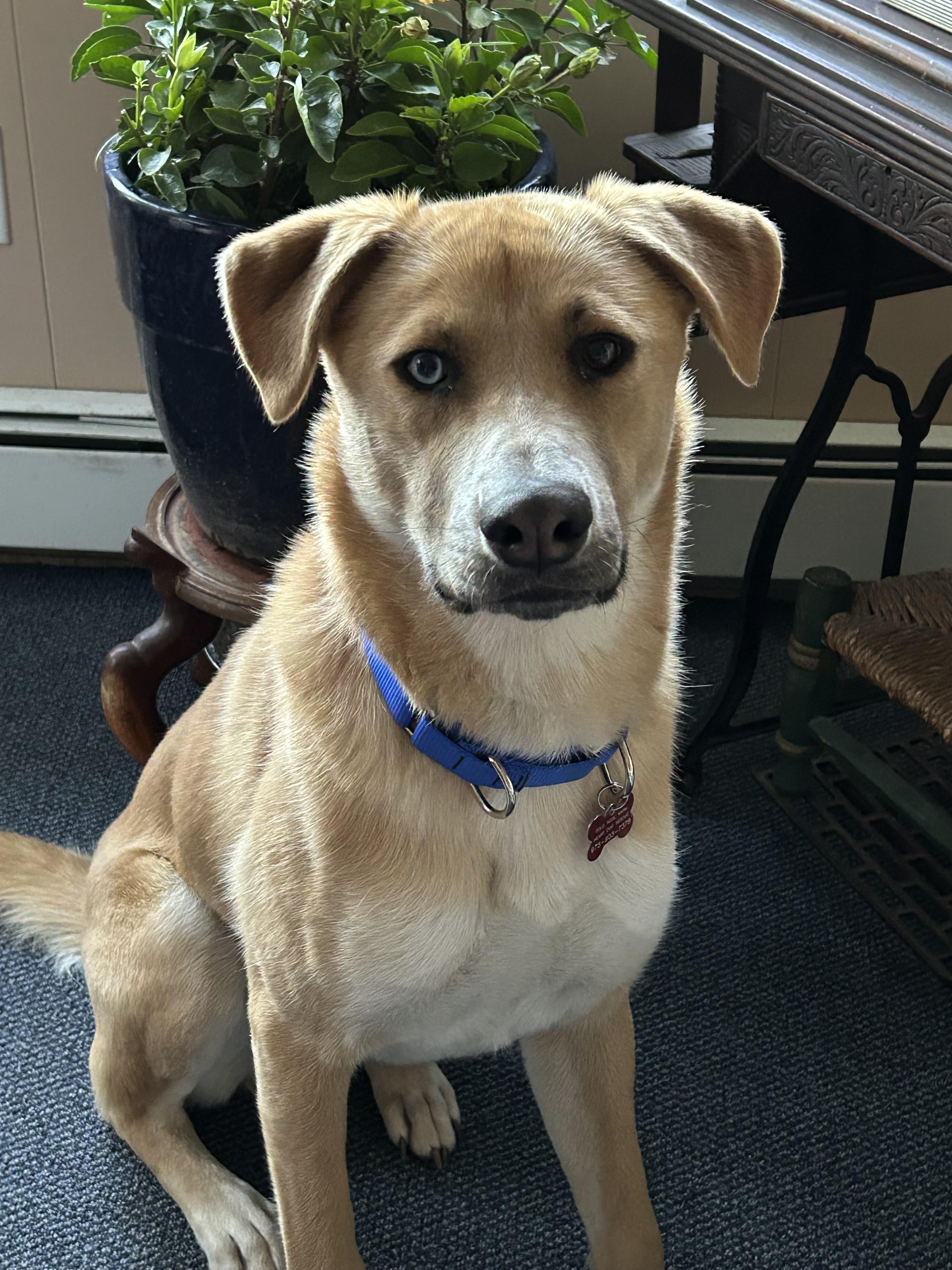 Noodle, a Adoptable mixed breed in Succasunna, NJ image 4/6