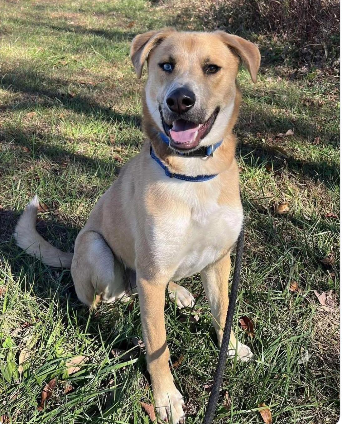 Noodle, a Adoptable mixed breed in Succasunna, NJ image 5/6