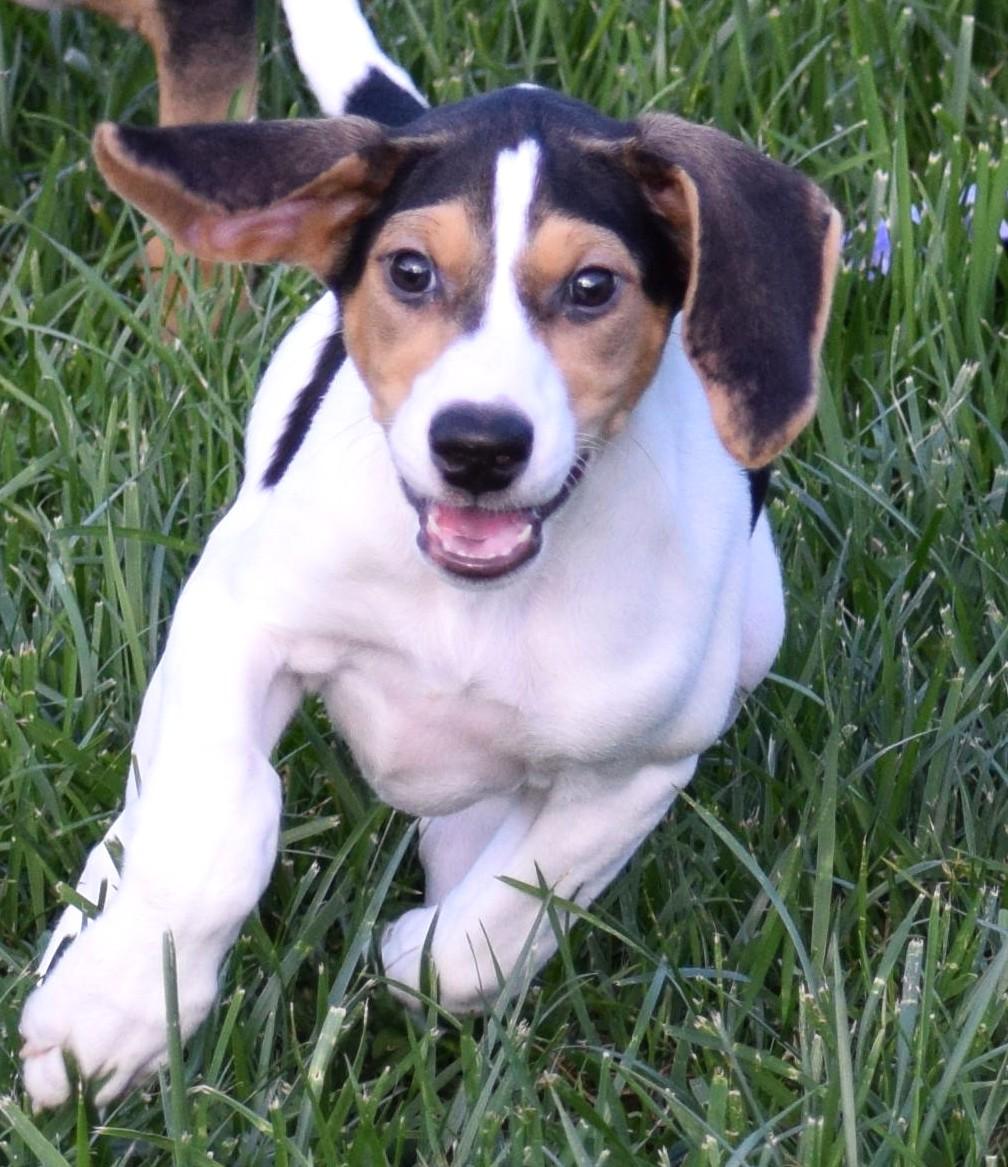 Enlarge Kora-Available www.lhar.dog to apply, a Adoptable mixed breed in Frederick, MD image 5/6