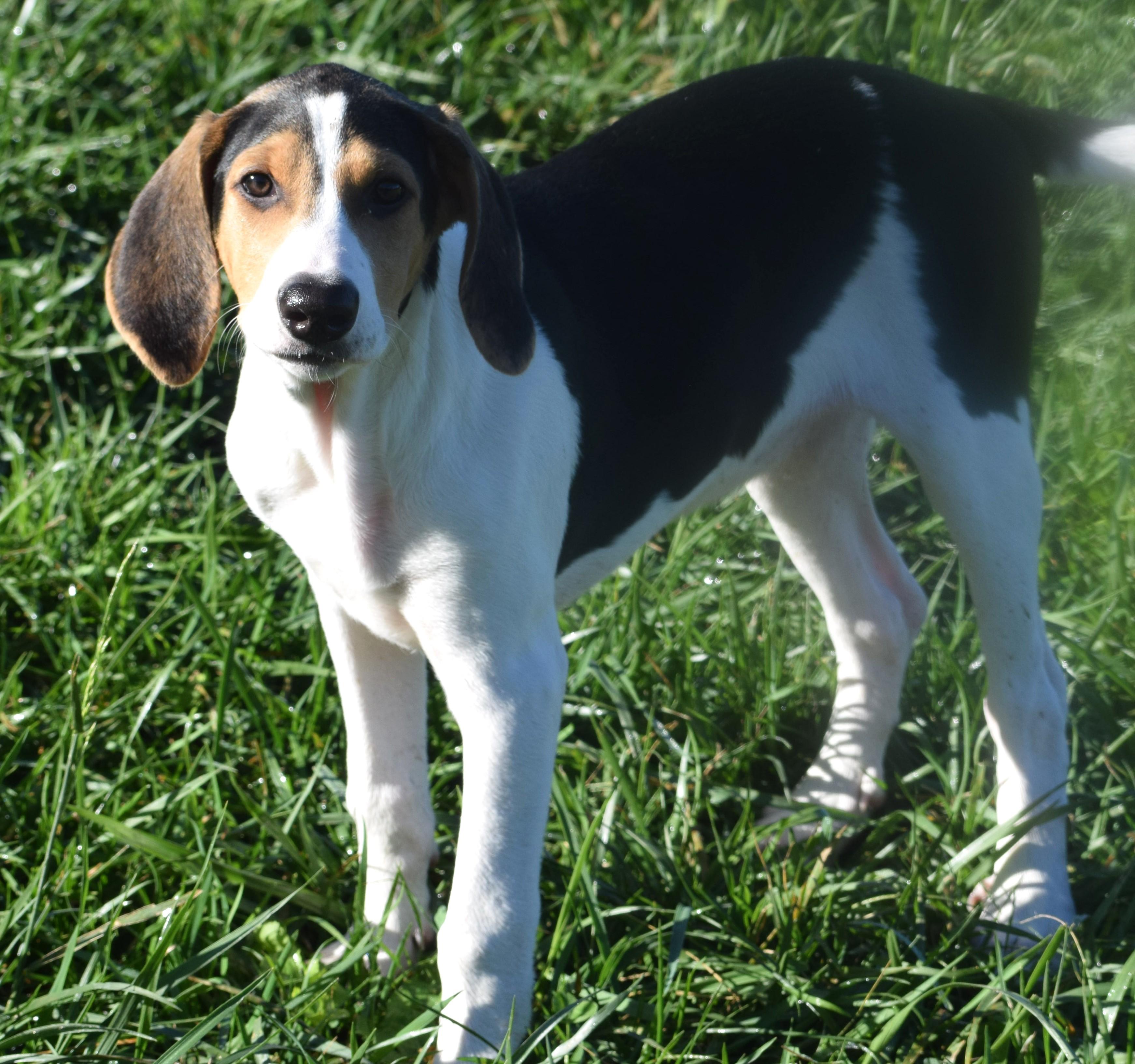 Enlarge Kora-Available www.lhar.dog to apply, a Adoptable mixed breed in Frederick, MD image 3/6