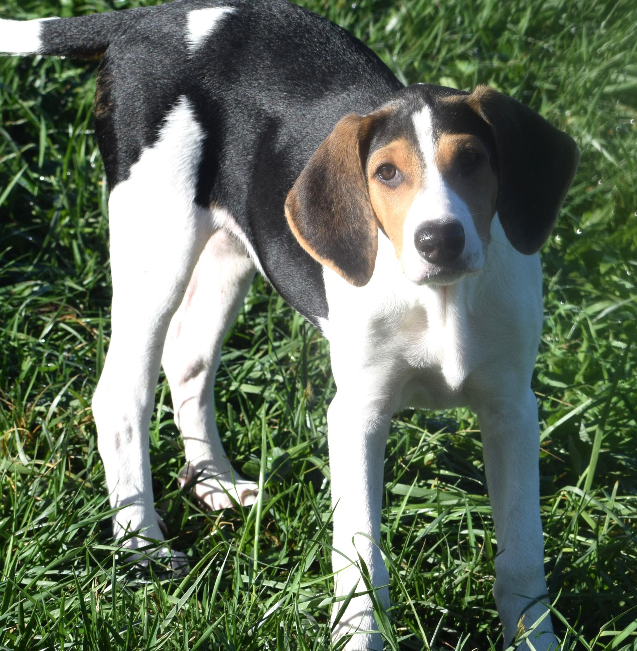 Enlarge Kora-Available www.lhar.dog to apply, a Adoptable mixed breed in Frederick, MD image 2/6