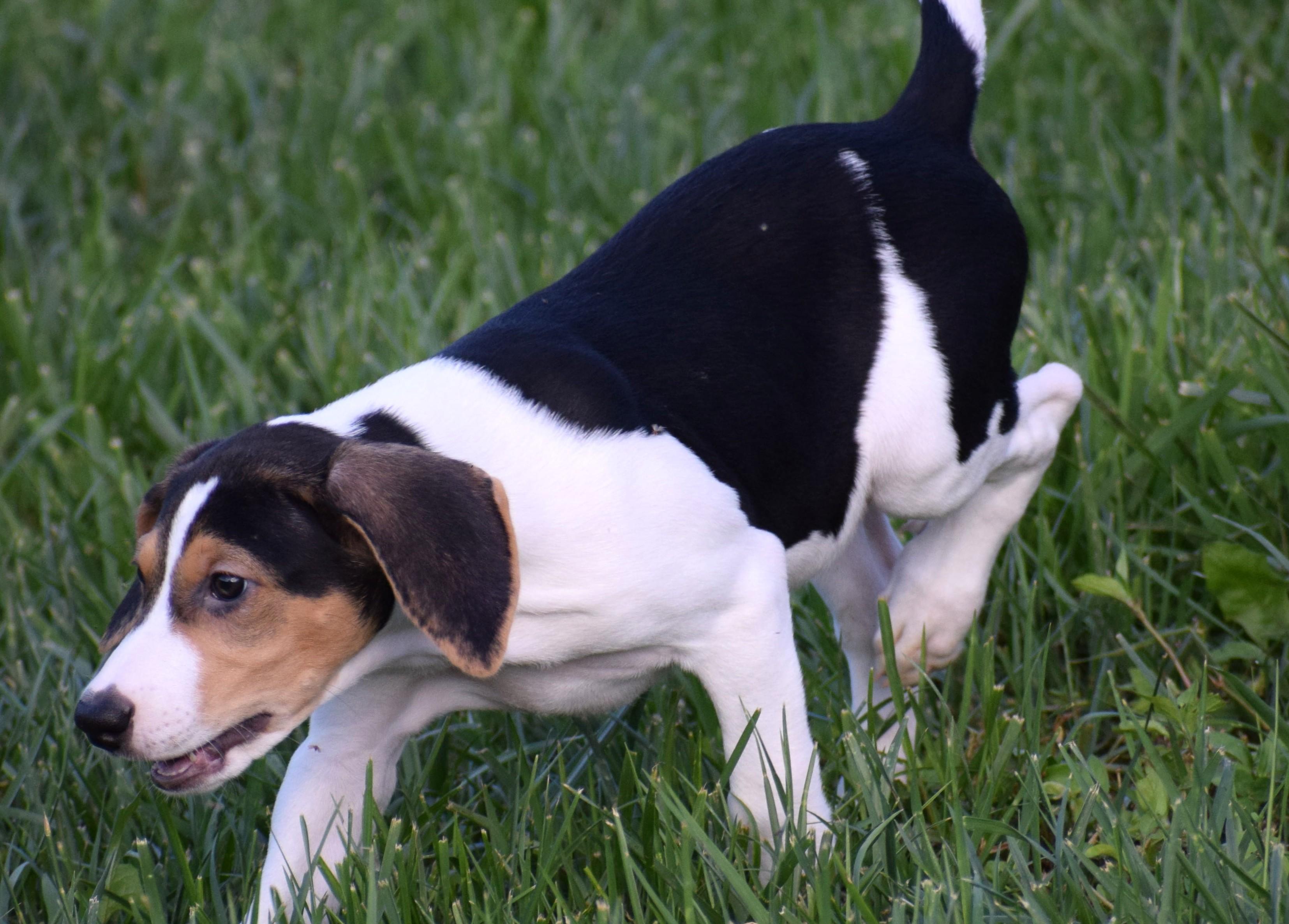 Enlarge Kora-Available www.lhar.dog to apply, a Adoptable mixed breed in Frederick, MD image 4/6