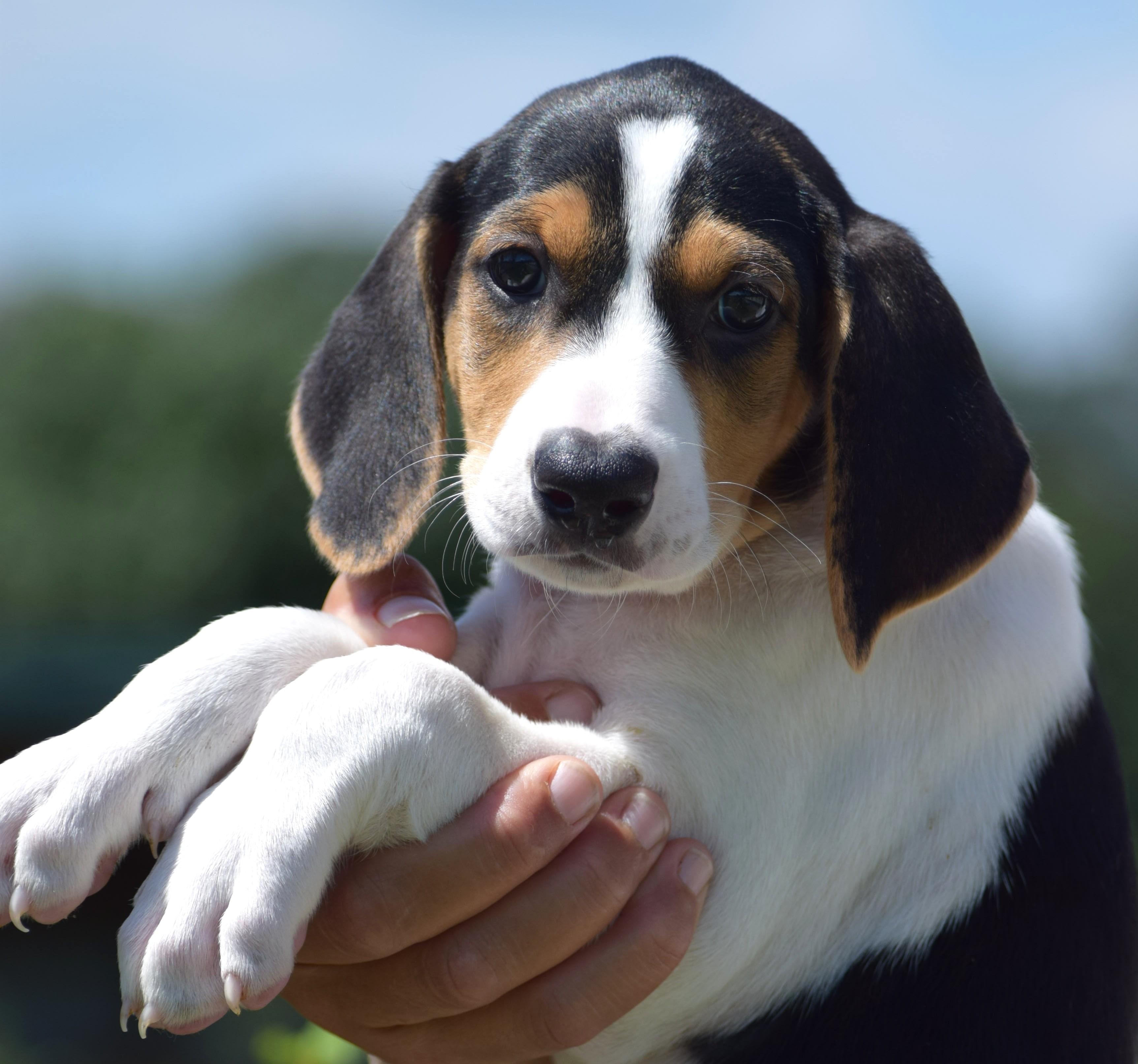 Enlarge Kora-Available www.lhar.dog to apply, a Adoptable mixed breed in Frederick, MD image 6/6