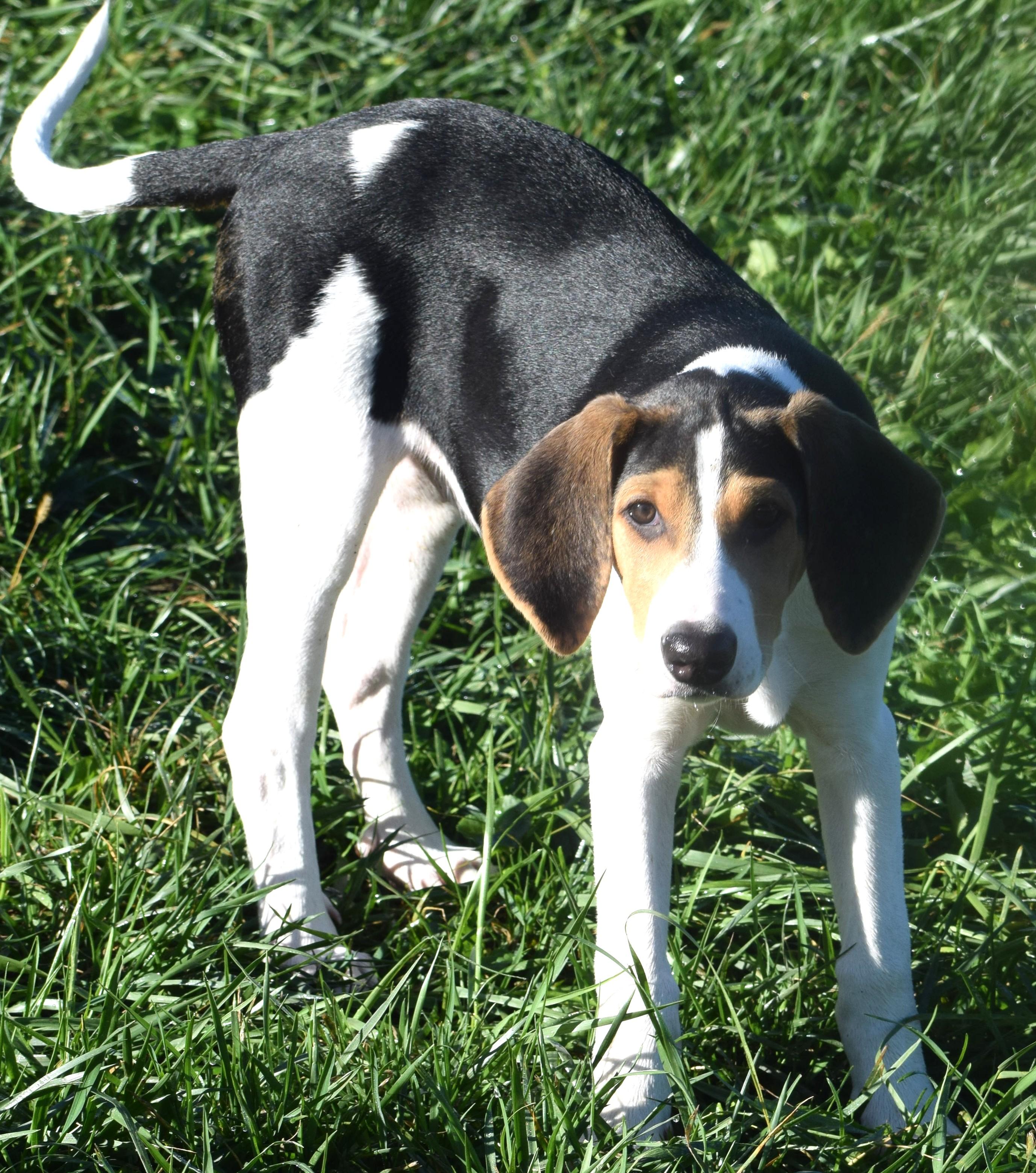 Enlarge Kora-Available www.lhar.dog to apply, a Adoptable mixed breed in Frederick, MD image 6/6
