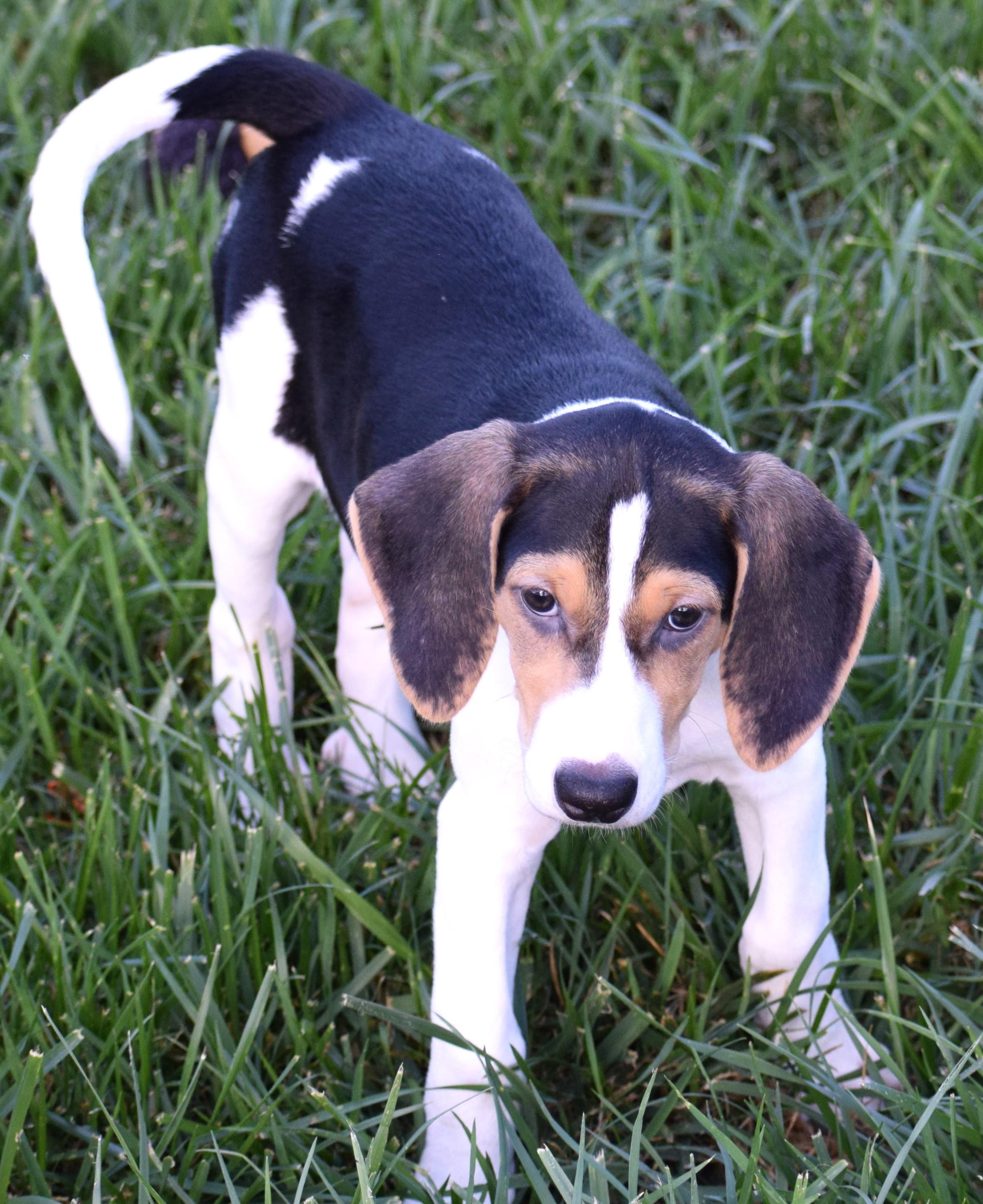 Enlarge Kora-Available www.lhar.dog to apply, a Adoptable mixed breed in Frederick, MD image 3/6