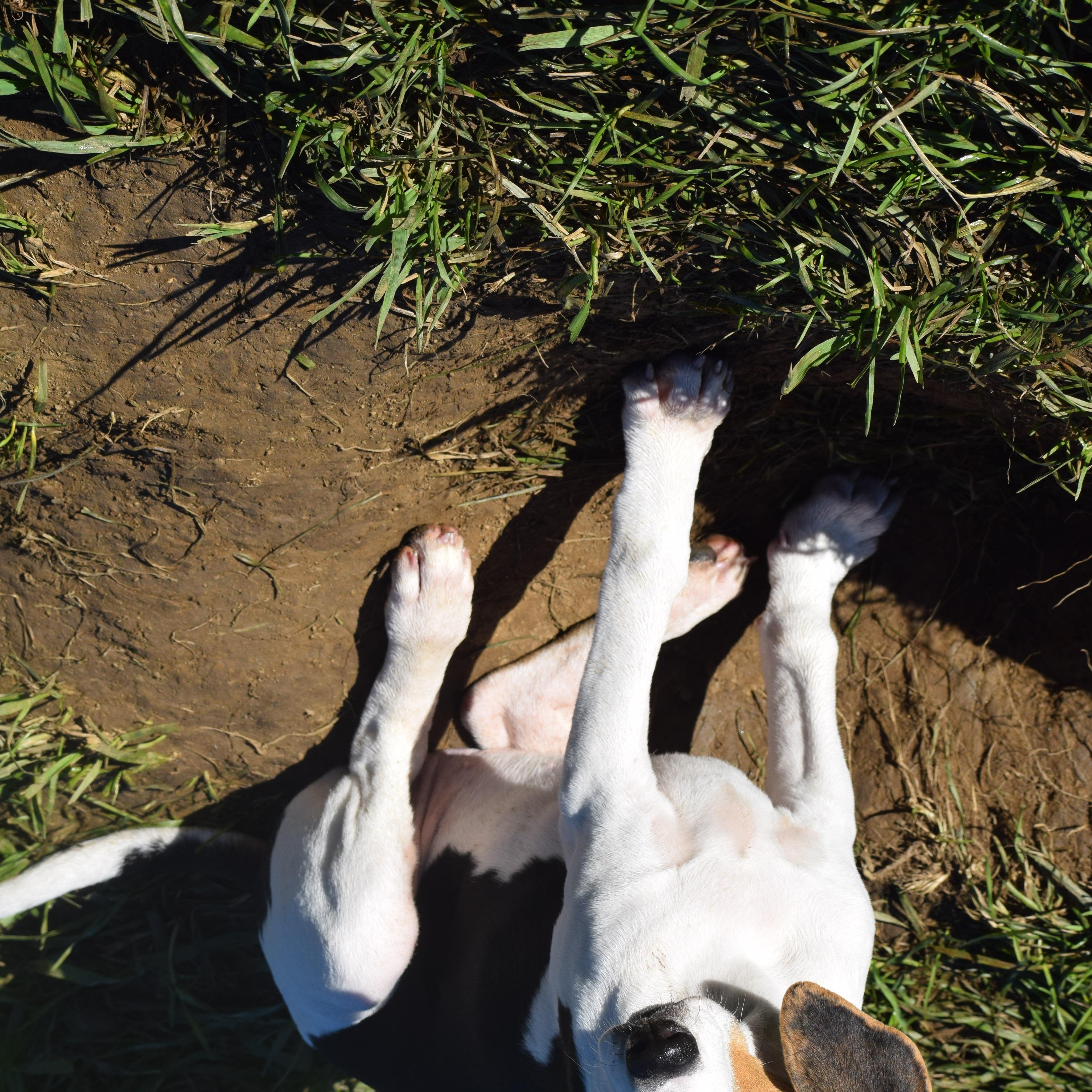 Enlarge Kora-Available www.lhar.dog to apply, a Adoptable mixed breed in Frederick, MD image 5/6