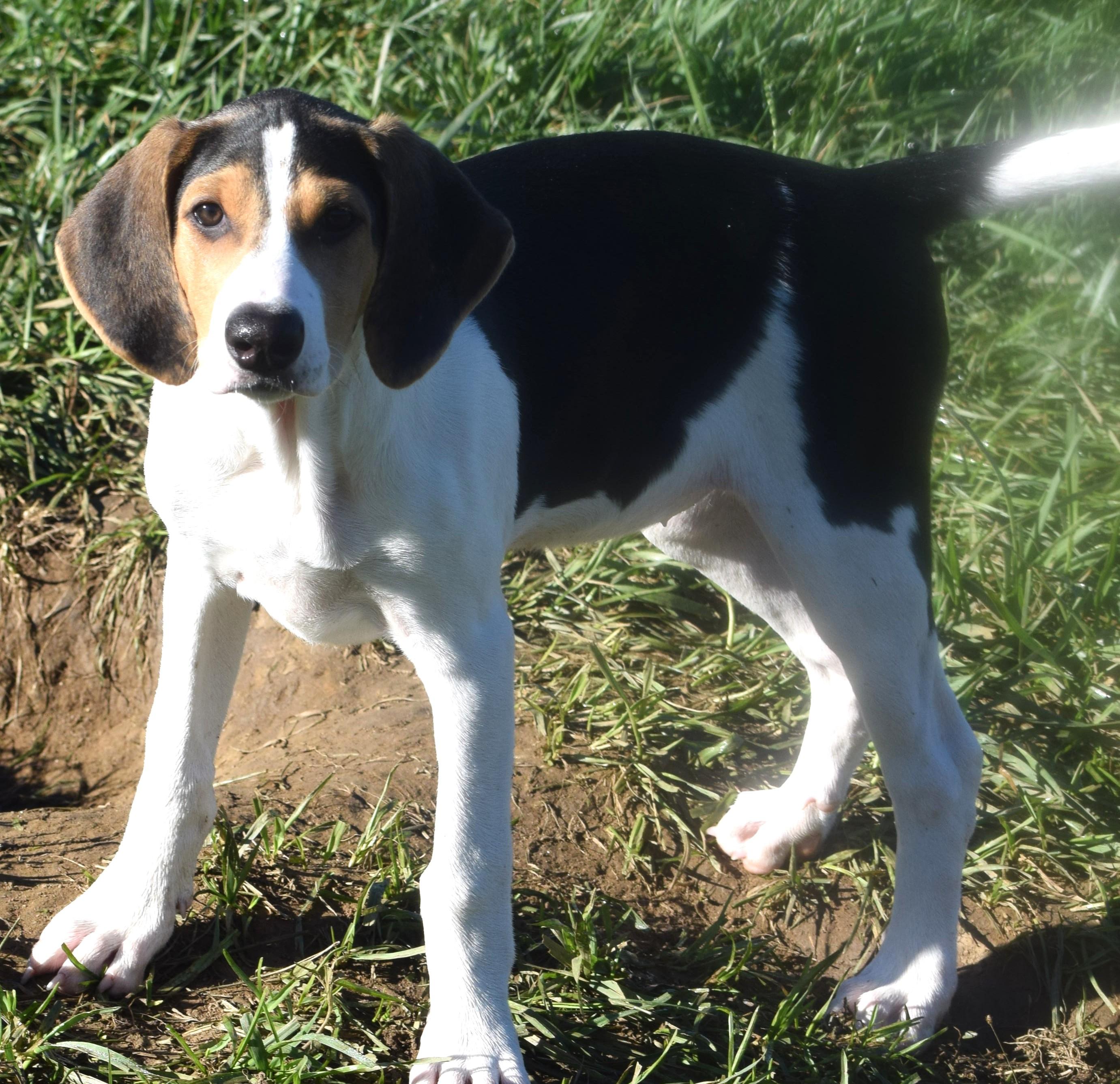 Kora-Available www.lhar.dog to apply, Adoptable, Puppy Female Hound.