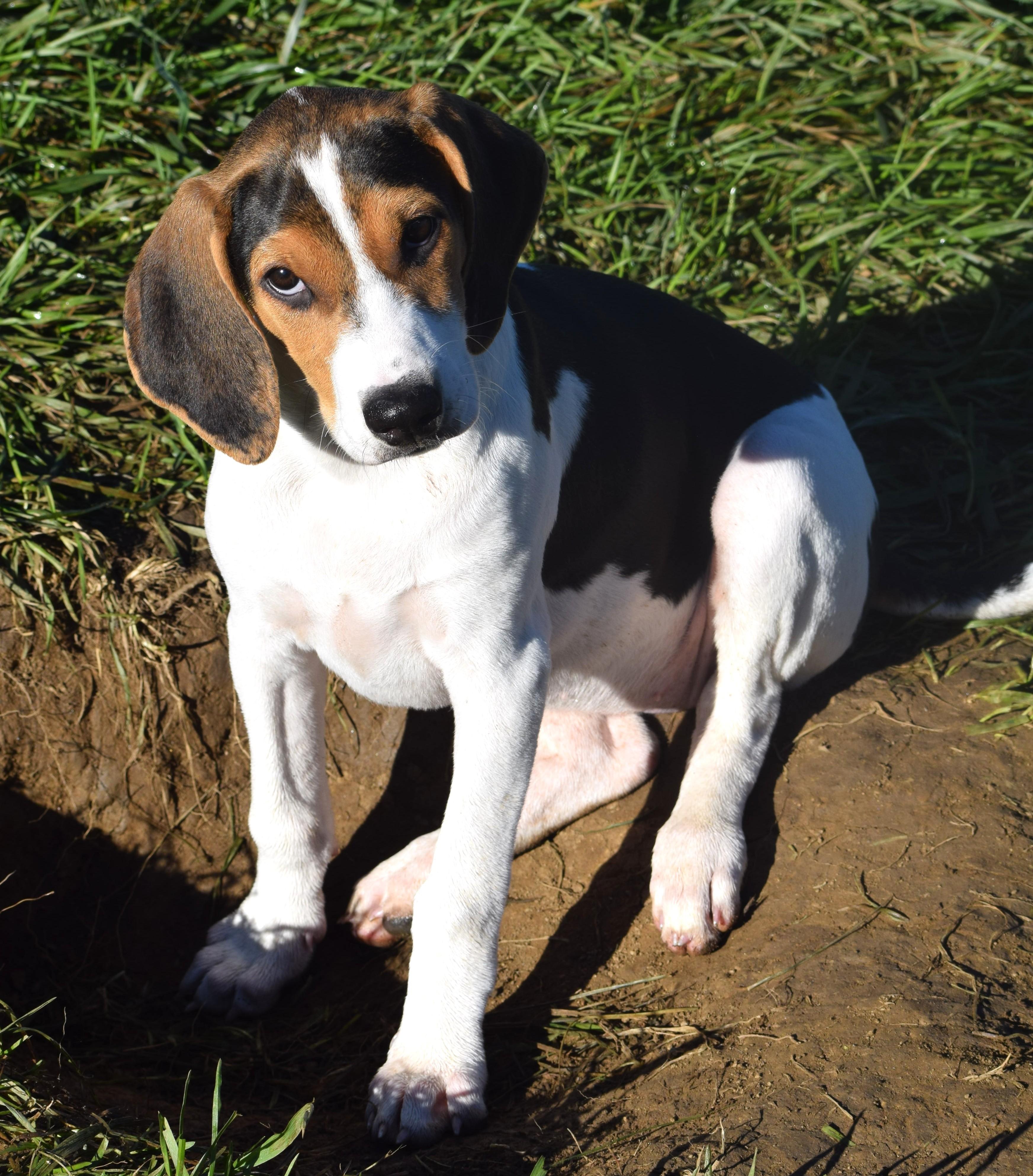 Enlarge Kora-Available www.lhar.dog to apply, a Adoptable mixed breed in Frederick, MD image 4/6