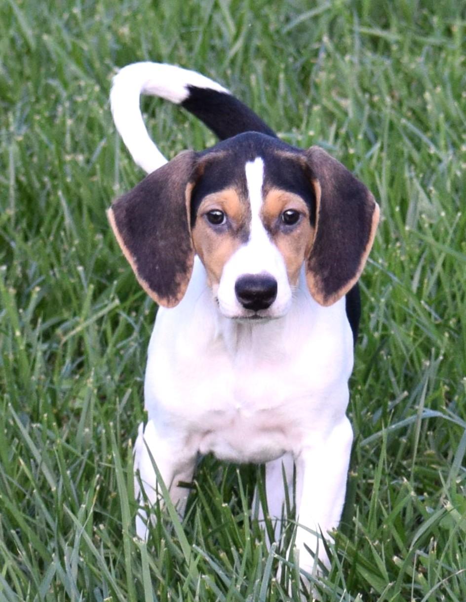 Enlarge Kora-Available www.lhar.dog to apply, a Adoptable mixed breed in Frederick, MD image 2/6