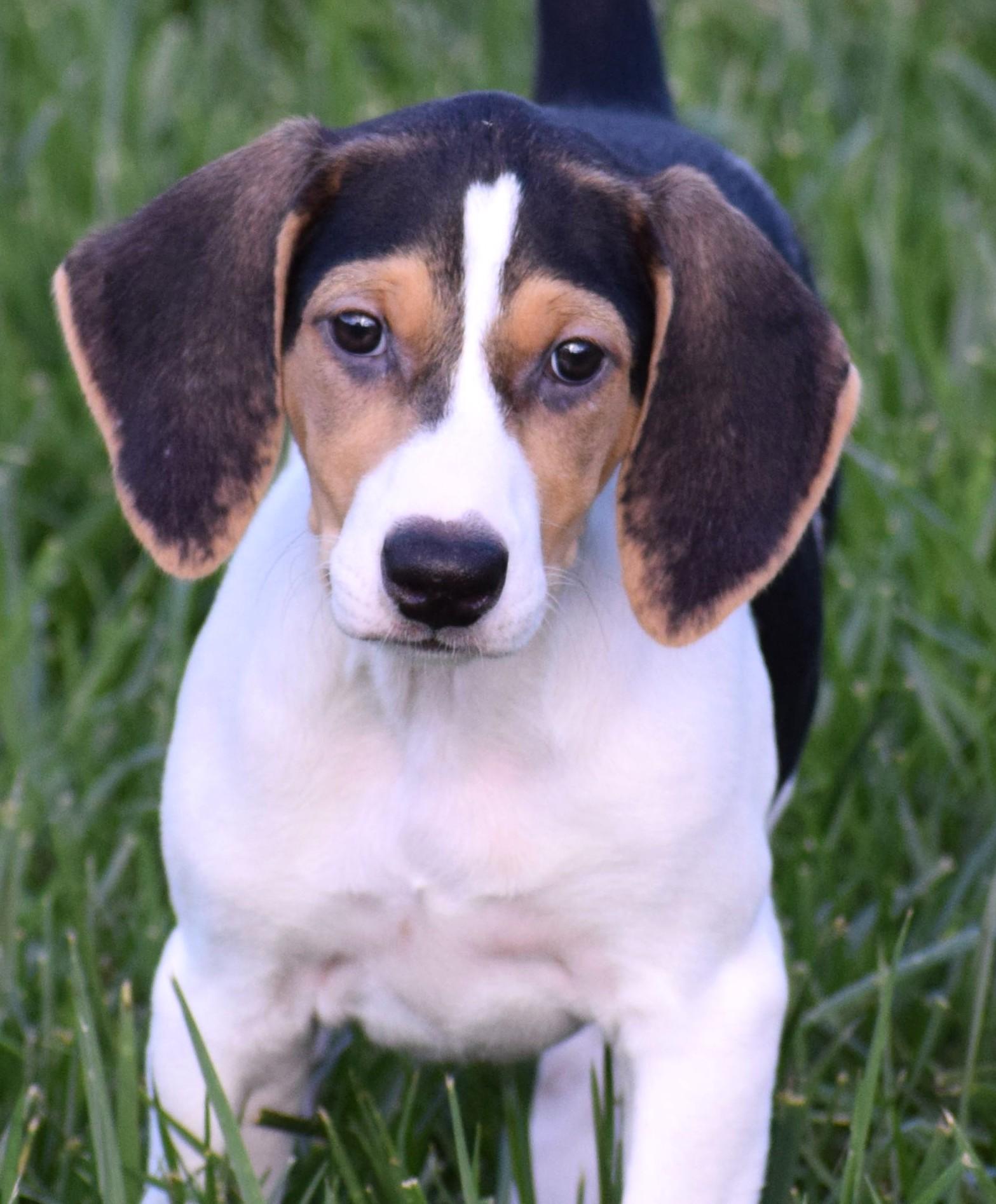 Enlarge Kora-Available www.lhar.dog to apply, a Adoptable mixed breed in Frederick, MD image 1/6