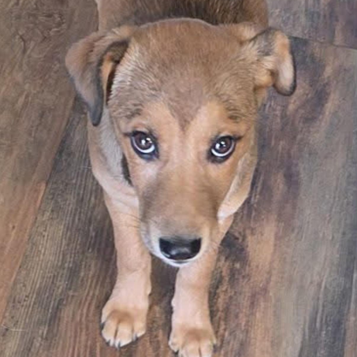 Enlarge Molly, a ADOPTABLE mixed breed in South Saint Paul, MN image 1/6