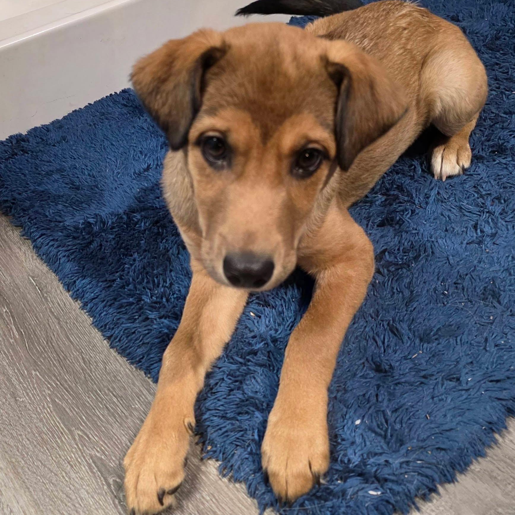 Enlarge Molly, a ADOPTABLE mixed breed in South Saint Paul, MN image 3/6