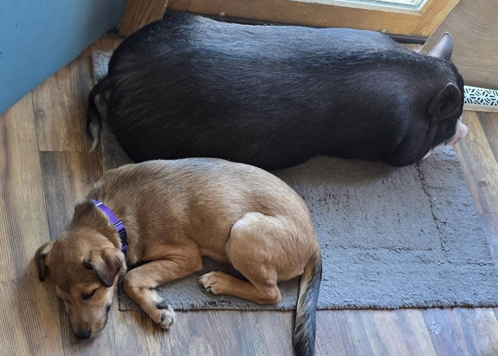 Enlarge Molly, a ADOPTABLE mixed breed in South Saint Paul, MN image 2/6