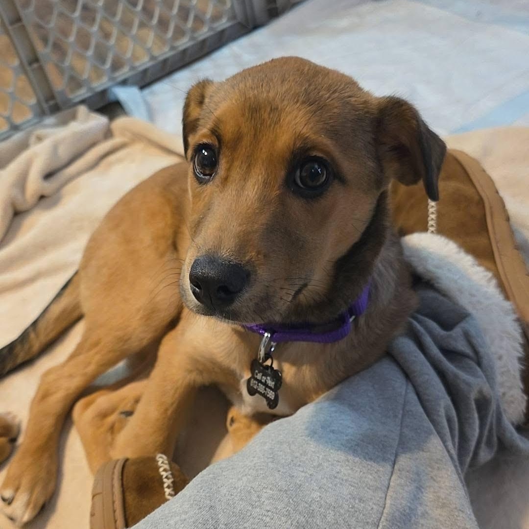 Molly, ADOPTABLE, Puppy Female Golden Retriever & Labrador Retriever.