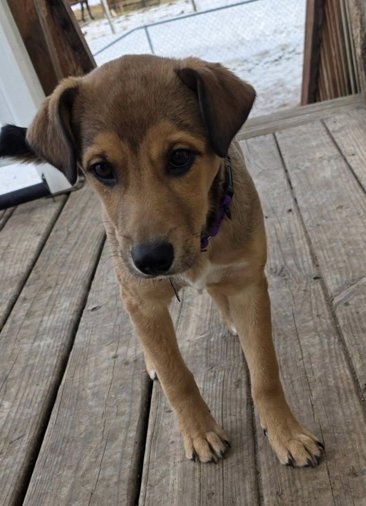 Enlarge Molly, a ADOPTABLE mixed breed in South Saint Paul, MN image 6/6