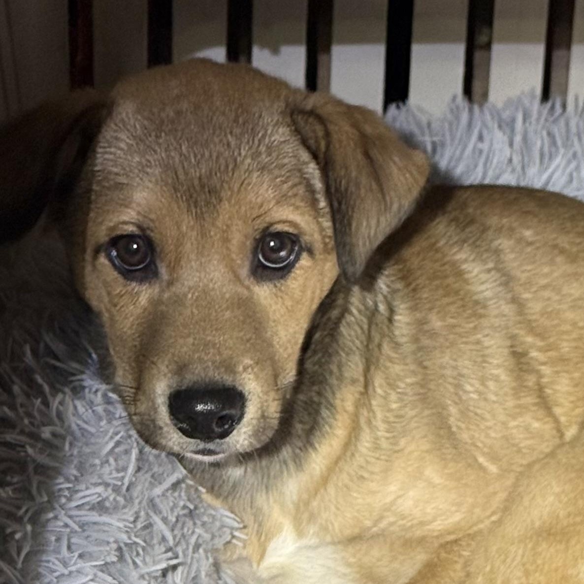 Enlarge Molly, a ADOPTABLE mixed breed in South Saint Paul, MN image 5/6