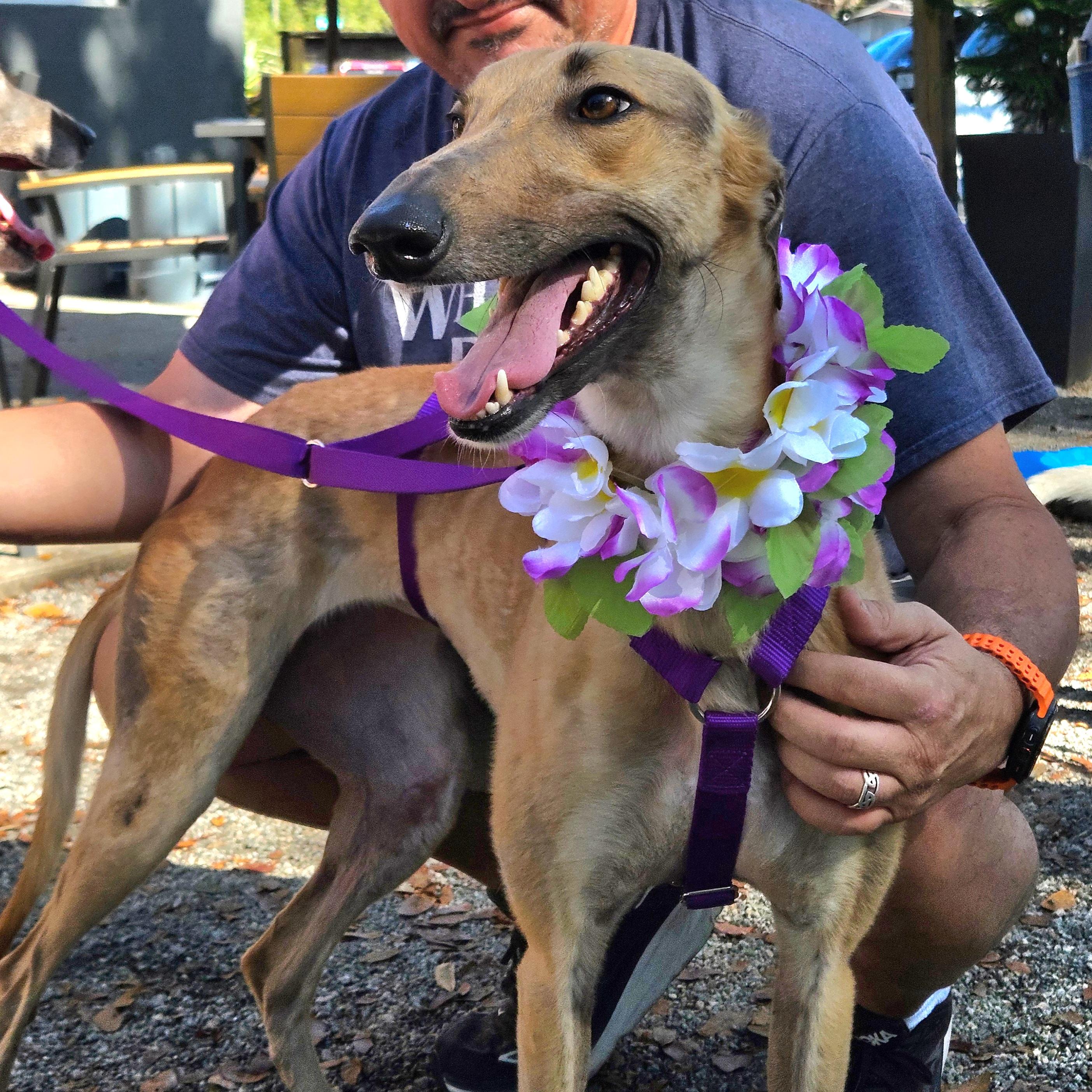 FF Betty Danger (Betty), ADOPTABLE, Young Female Greyhound.