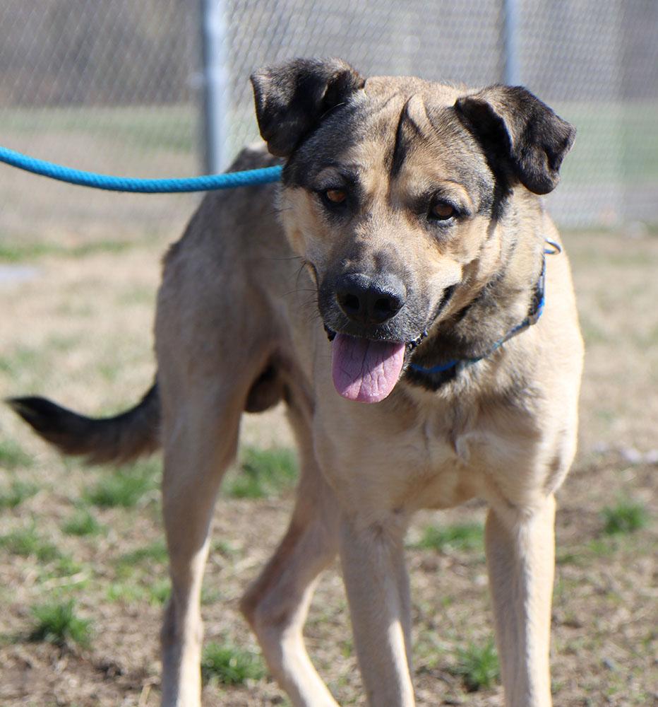 Enlarge Harold (AO35990), a ADOPTABLE mixed breed in Kansas City, KS image 4/6