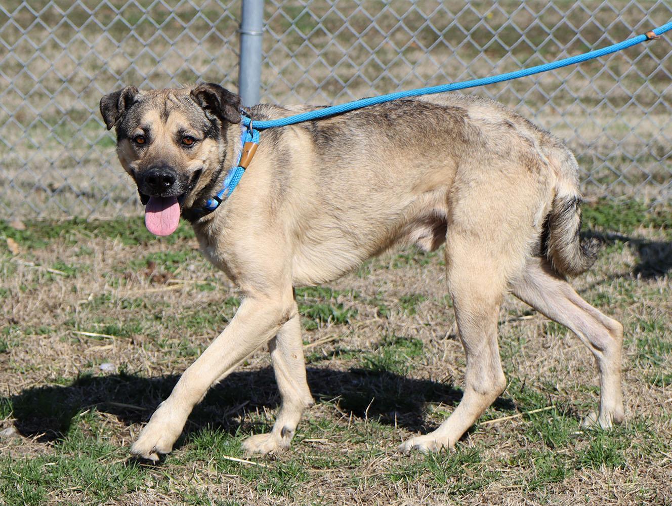 Enlarge Harold (AO35990), a ADOPTABLE mixed breed in Kansas City, KS image 6/6