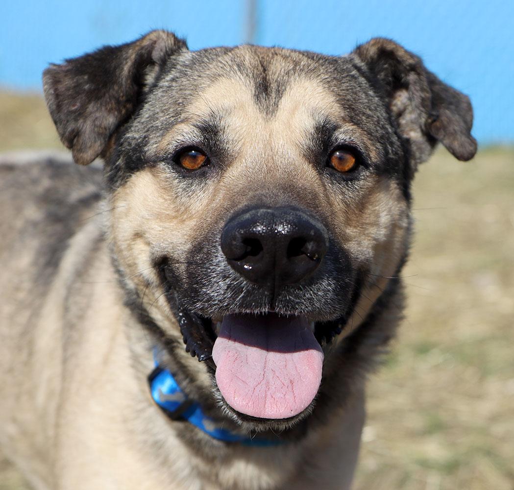 Harold (AO35990), ADOPTABLE, Adult Male Shepherd.