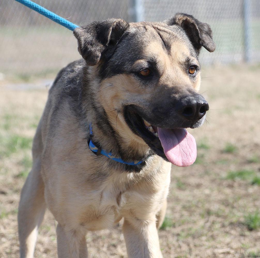 Enlarge Harold (AO35990), a ADOPTABLE mixed breed in Kansas City, KS image 5/6
