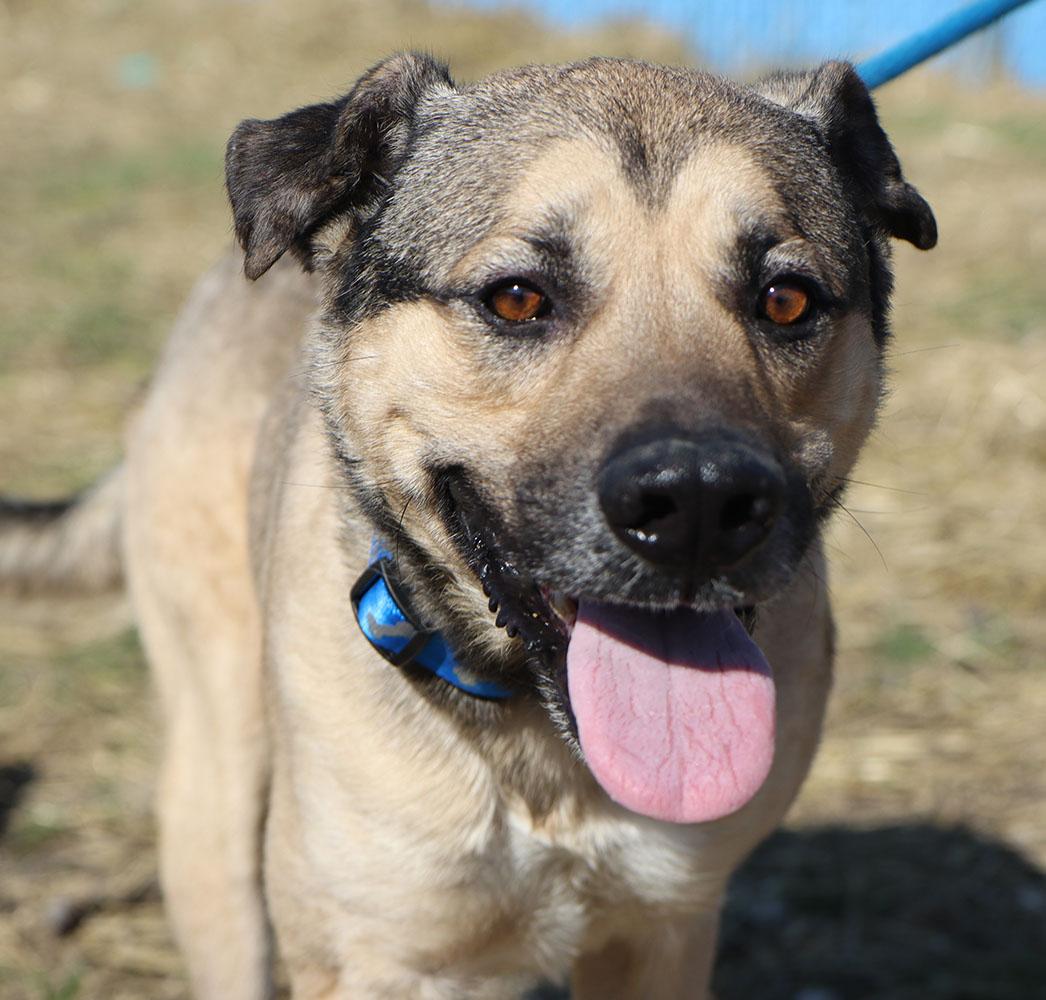 Enlarge Harold (AO35990), a ADOPTABLE mixed breed in Kansas City, KS image 2/6
