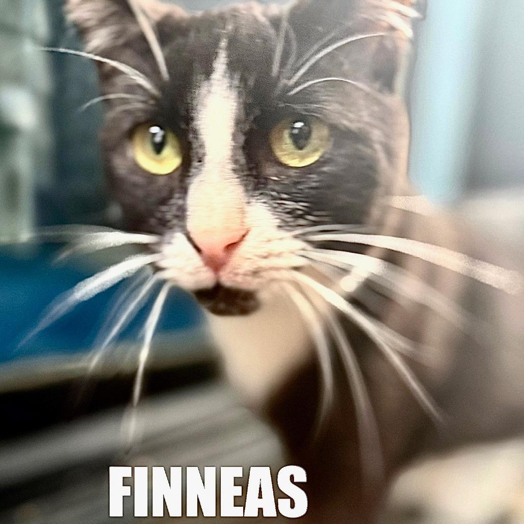 Enlarge Fileas, a Adoptable Domestic Short Hair in Los Angeles, CA image 1/1