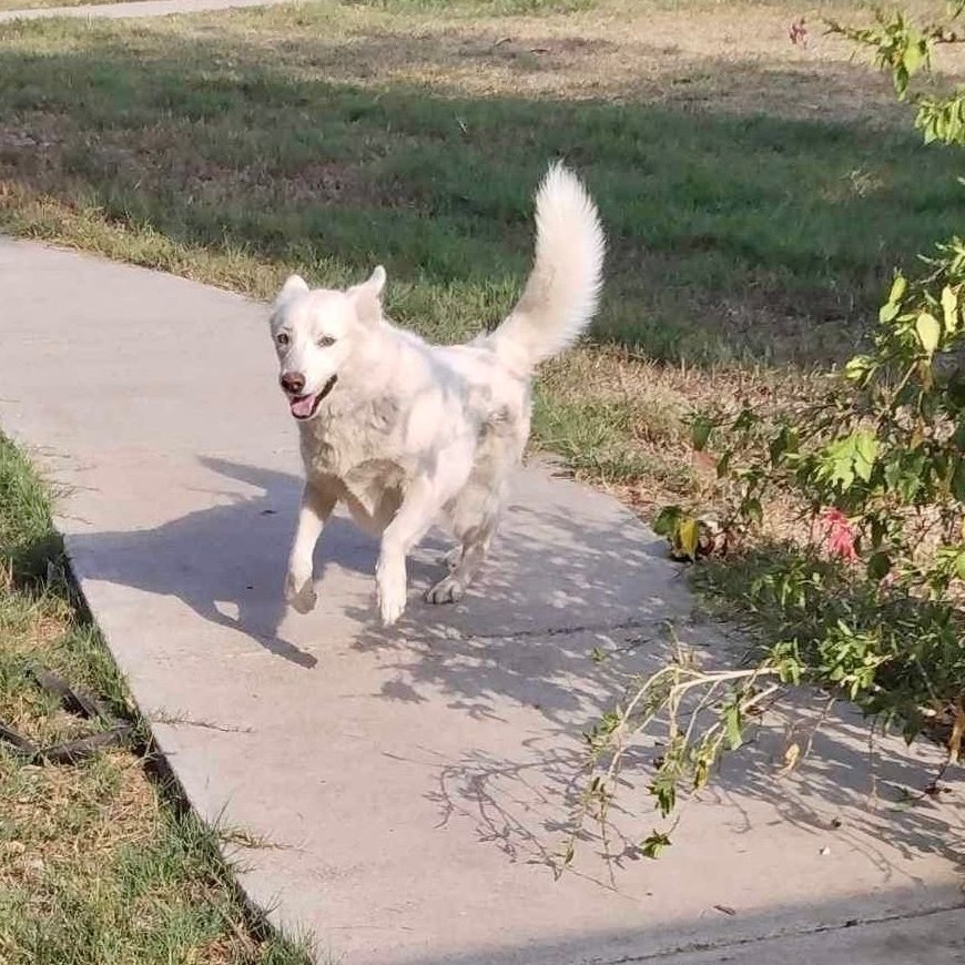 Luna , Adoptable, Adult Female Siberian Husky.