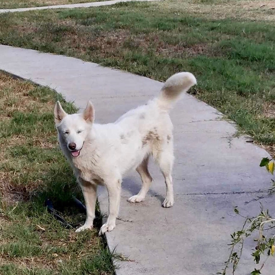 Enlarge Luna , a Adoptable Siberian Husky in Toms River, NJ image 2/8