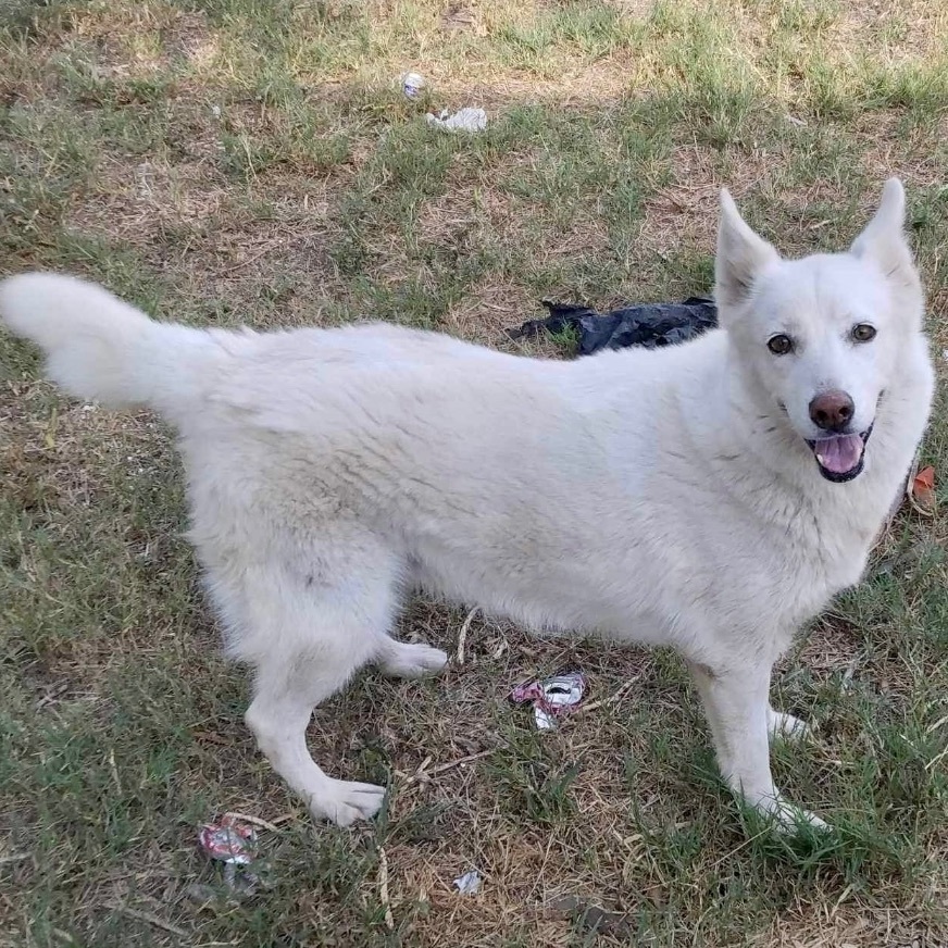 Enlarge Luna , a Adoptable Siberian Husky in Toms River, NJ image 3/8