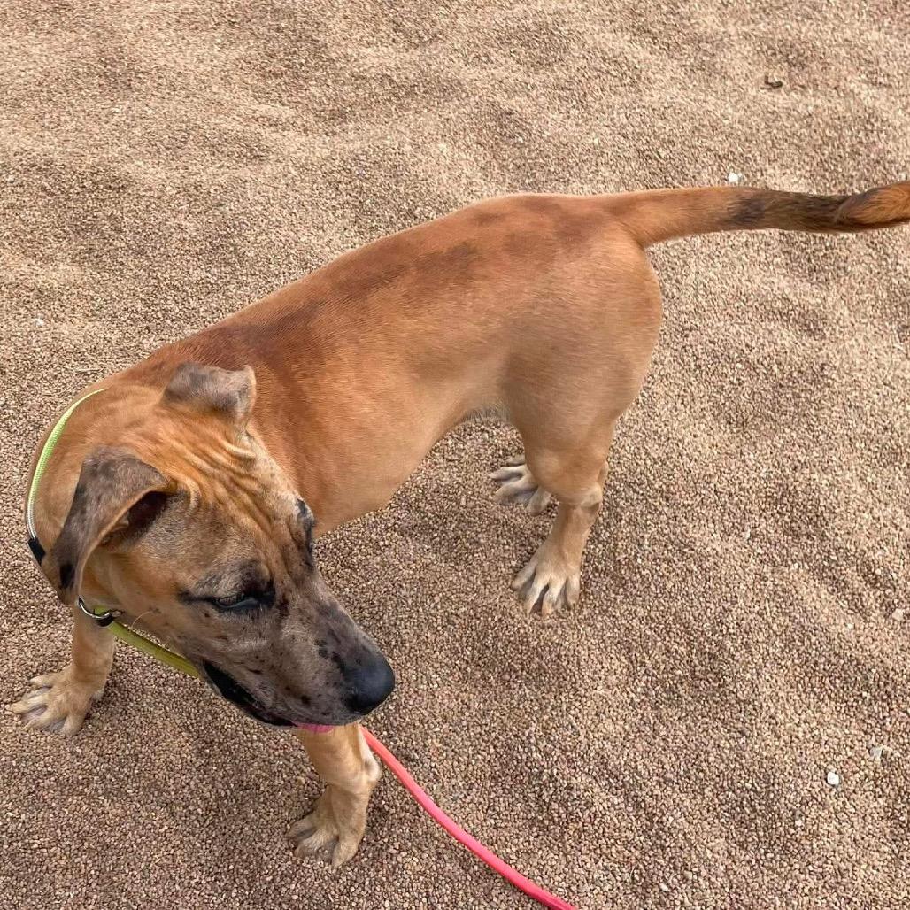 Remy, Adoptable, Young Female Catahoula Leopard Dog & None.