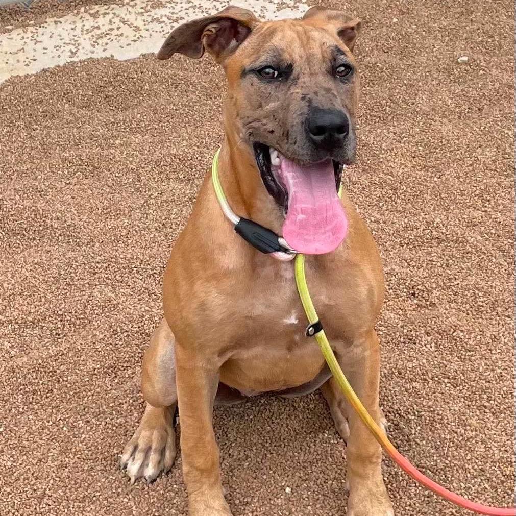 Enlarge Remy, a Adoptable Catahoula Leopard Dog in Sand Springs, OK image 2/6