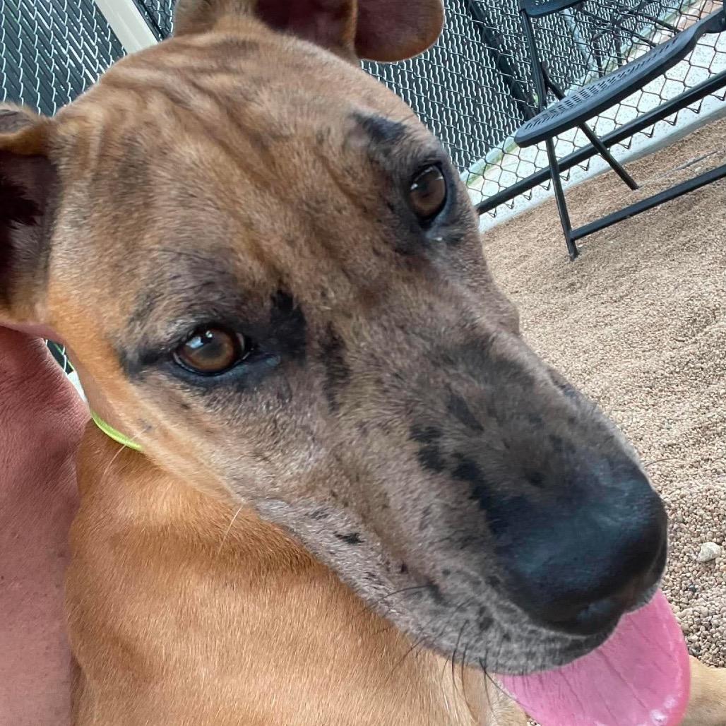 Enlarge Remy, a Adoptable Catahoula Leopard Dog in Sand Springs, OK image 3/6