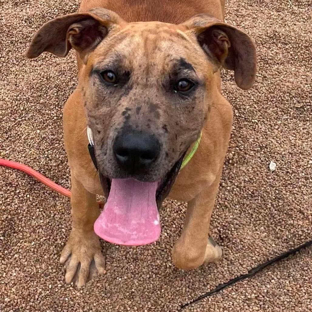 Enlarge Remy, a Adoptable Catahoula Leopard Dog in Sand Springs, OK image 4/6