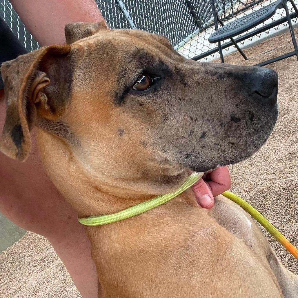 Enlarge Remy, a Adoptable Catahoula Leopard Dog in Sand Springs, OK image 5/6