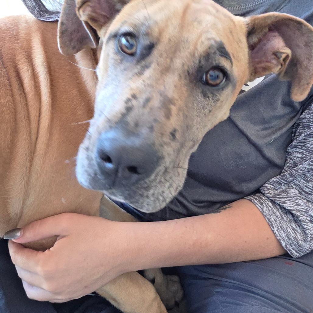 Enlarge Remy, a Adoptable Catahoula Leopard Dog in Sand Springs, OK image 6/6