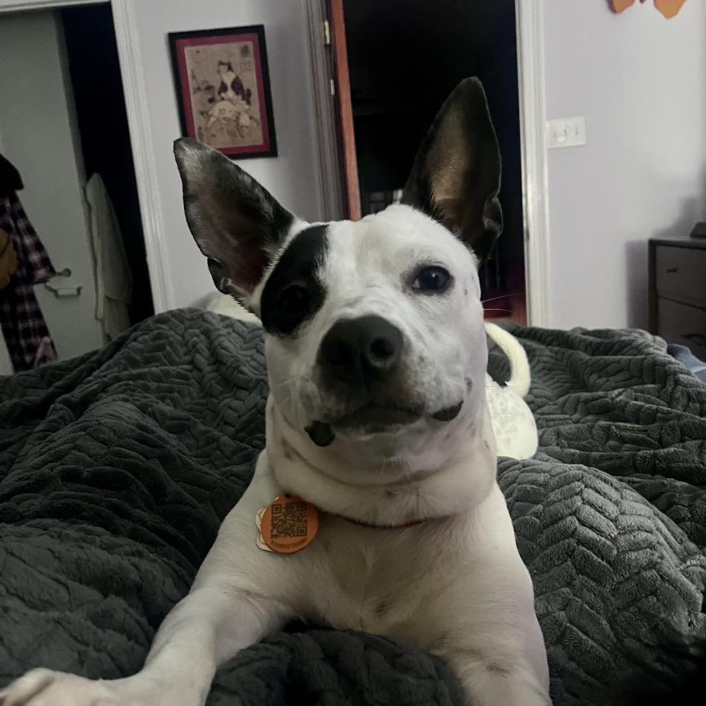 Enlarge Bozo, a Adoptable Terrier in New Orleans, LA image 1/5